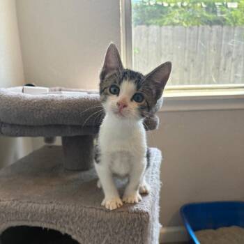 Carpaccio -  Domestic Short Hair Cat for Adoption in Dallas, Texas - Carpaccio | PetCurious