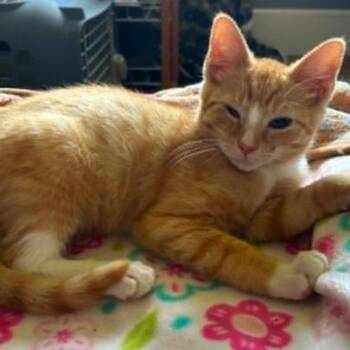 Peetee -  Domestic Short Hair Cat for Adoption in Gordonsville, Tennessee - Peetee | PetCurious