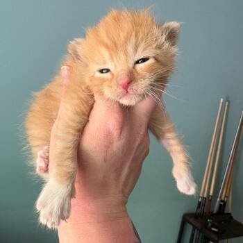 Domestic Short Hair Cats Available for Adoption in Morganton, North Carolina - Telescope | PetCurious