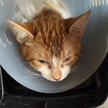 Roo -  Domestic Short Hair Cat for Adoption in Leander, Texas - Roo | PetCurious