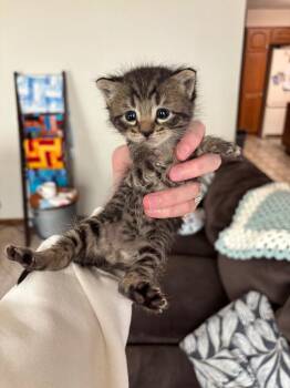 Miso -  Domestic Short Hair Cat for Adoption in Algona, Iowa - Miso | PetCurious