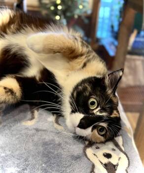 Domestic Short Hair Cats Available for Adoption - Rita | PetCurious