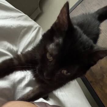 Domestic Short Hair Cats Available for Adoption - Ganondorf | PetCurious