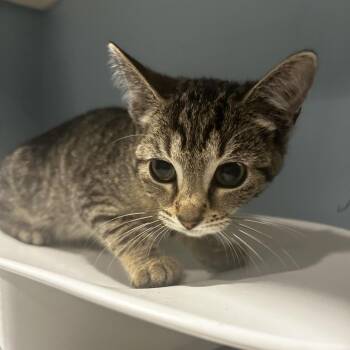 English Muffin -  Domestic Short Hair Cat for Adoption in Chattanooga, Tennessee - English Muffin | PetCurious