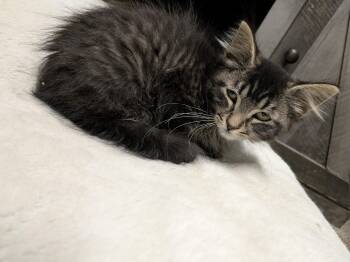 Rescue Domestic Medium Hair Cats for Adoption - Sutton | PetCurious