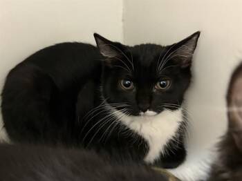 PISTACHIO -  Domestic Short Hair Cat for Adoption in Kent, Washington - PISTACHIO | PetCurious