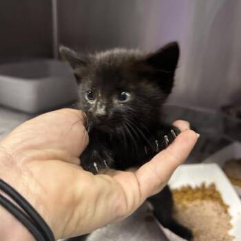 Domestic Short Hair Cats Available for Adoption in Lufkin, Texas - Morticia | PetCurious