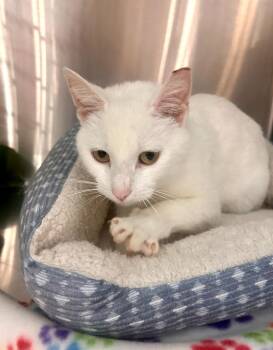 Domestic Short Hair Cats Available for Adoption in Nashville, Tennessee - Snow White | PetCurious