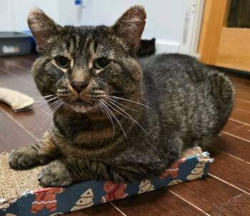 Domestic Short Hair Cats Available for Adoption in Terrebonne, Quebec - Boriss | PetCurious