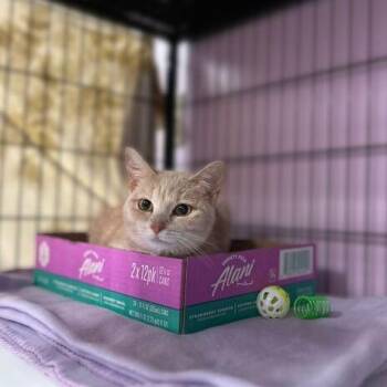 Domestic Short Hair Cats Available for Adoption in Davenport, Iowa - Mouse | PetCurious