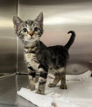 Clem -  Domestic Short Hair Cat for Adoption in Murray, Kentucky - Clem | PetCurious