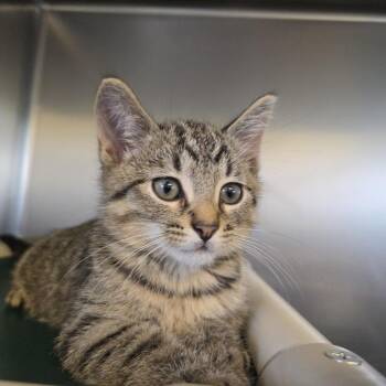 Alfred -  Domestic Short Hair Cat for Adoption in Rock Falls, Illinois - Alfred | PetCurious