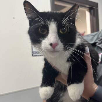 Ozzy -  Domestic Short Hair Cat for Adoption in Tampa, Florida - Ozzy | PetCurious