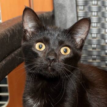 Rescue Domestic Short Hair Cats for Adoption in Troy, Ohio - Cherry | PetCurious