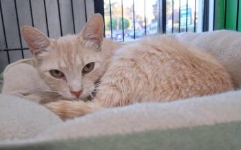 Veronica -  Tabby Cat for Adoption in Bear, Delaware - Veronica | PetCurious