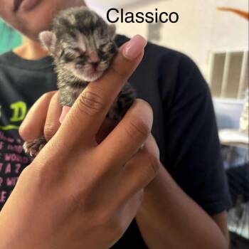Classico -  Domestic Short Hair Cat for Adoption in Hinesville, Georgia - Classico | PetCurious