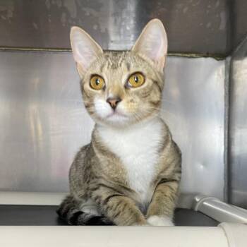Bo Peep -  Domestic Short Hair Cat for Adoption in Roanoke, Virginia - Bo Peep | PetCurious