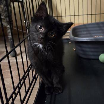 Merlin -  Domestic Medium Hair Cat for Adoption in Lancaster, Kentucky - Merlin | PetCurious