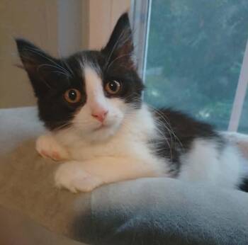 Troli (Lizzie3 Litter) -  Domestic Long Hair Cat for Adoption in Baltimore, Maryland - Troli (Lizzie3 Litter) | PetCurious