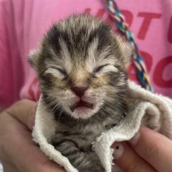 LEO -  Domestic Short Hair Cat for Adoption in Rosenberg, Texas - LEO | PetCurious