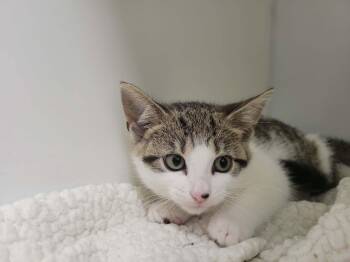 charlotte -  Domestic Short Hair Cat for Adoption in Delson, Quebec - Charlotte | PetCurious