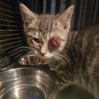 Peek At U -  Domestic Short Hair Cat for Adoption in Ringtown, Pennsylvania - Peek At U | PetCurious