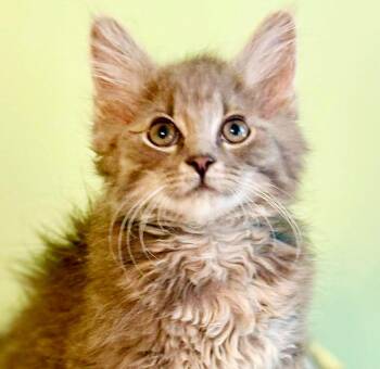 Scooter is a dream kitten -  Maine Coon and Tabby Cat for Adoption in Bedford Hills, New York - Scooter Is A Dream Kitten | PetCurious