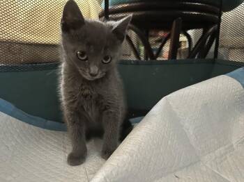Blue -  Domestic Short Hair Cat for Adoption in Virginia Beach, Virginia - Blue | PetCurious