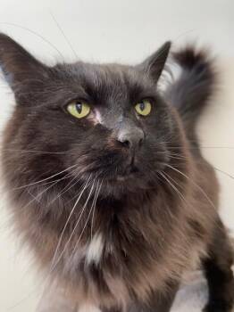 Domestic Long Hair Cats Available for Adoption in Hayward, Wisconsin - Artemis | PetCurious