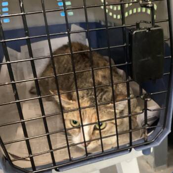 Classy -  Domestic Short Hair Cat for Adoption in Montgomery, Alabama - Classy | PetCurious