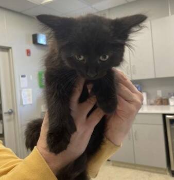 Domestic Long Hair and Domestic Short Hair Cats Available for Adoption in Lafayette, Indiana - Plum | PetCurious