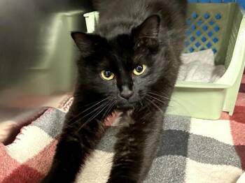 Patty -  Domestic Medium Hair Cat for Adoption in Portland, Oregon - Patty | PetCurious