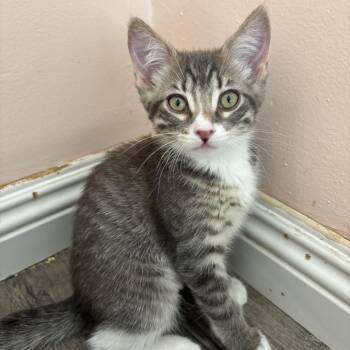 Sofia -  Domestic Short Hair Cat for Adoption in Los Angeles, California - Sofia | PetCurious