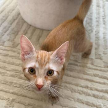 Ferb -  Domestic Short Hair Cat for Adoption in Los Angeles, California - Ferb | PetCurious