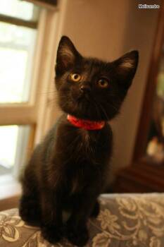 Melisandre -  Domestic Short Hair Cat for Adoption in Hobart, Indiana - Melisandre | PetCurious