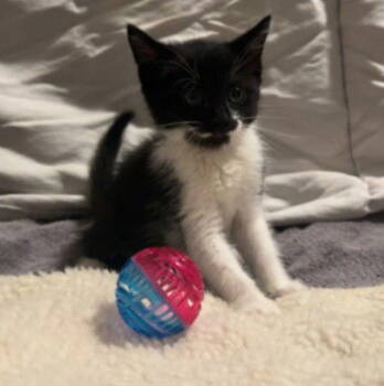 Rescue Domestic Medium Hair Cats for Adoption in Tacoma, Washington - Carly | PetCurious