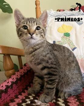 Phineas -  Domestic Short Hair Cat for Adoption in Centerville, Utah - Phineas | PetCurious