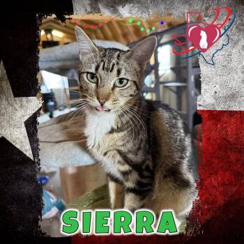 Fran/Sierra -  Domestic Short Hair Cat for Adoption in Squamish, British Columbia - Fran/Sierra | PetCurious