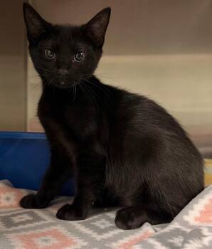 Domestic Short Hair Cats Available for Adoption in Ocala, Florida - Patrick | PetCurious