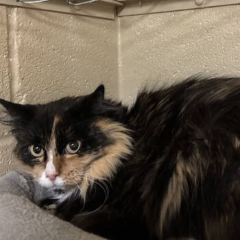 Rescue Domestic Long Hair Cats for Adoption in Austin, Texas - Pretty Girl | PetCurious