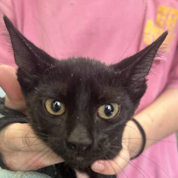 Binx -  Domestic Short Hair Cat for Adoption in West Point, Mississippi - Binx | PetCurious