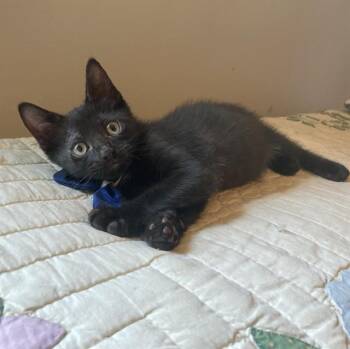 KAI -  Domestic Short Hair Cat for Adoption - KAI | PetCurious