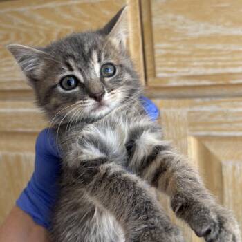 Reign -  Domestic Short Hair Cat for Adoption in Kanab, Utah - Reign | PetCurious