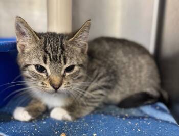 Rescue Domestic Short Hair Cats for Adoption in Danielsville, Georgia - Snoopy | PetCurious
