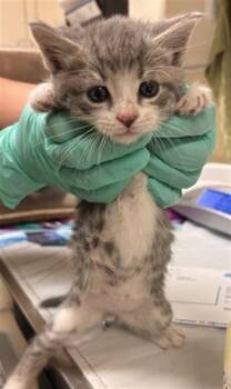 Domestic Short Hair Cats Available for Adoption in Riverside, California - YOSHI | PetCurious