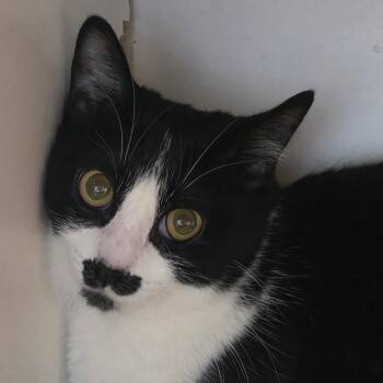 Tum Tum -  Domestic Short Hair Cat for Adoption in Park City, Utah - Tum Tum | PetCurious