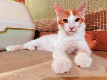 Rescue Tabby Cats for Adoption in Fresno, California - Caramel | PetCurious