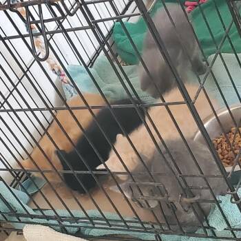 Sophie -  Domestic Short Hair Cat for Adoption in Rochester, Minnesota - Sophie | PetCurious