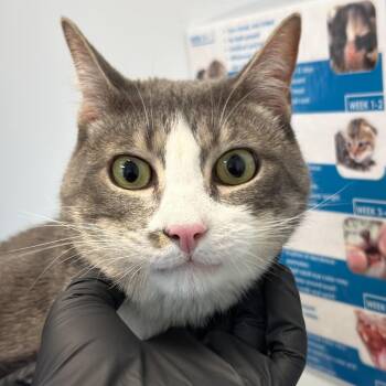 Domestic Short Hair Cats Available for Adoption in Pasadena, California - Wave | PetCurious
