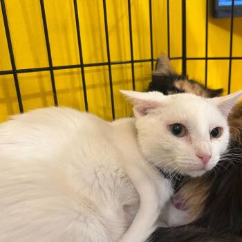 Rescue Domestic Short Hair Cats for Adoption - Casper | PetCurious